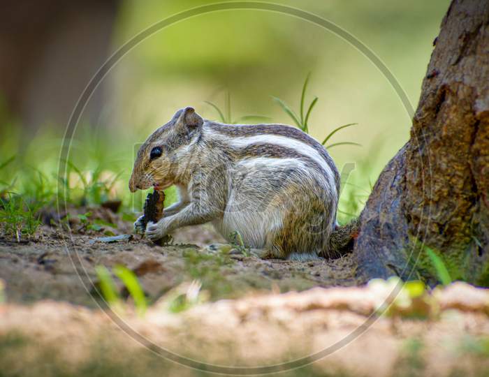 A squirrel eating nuts