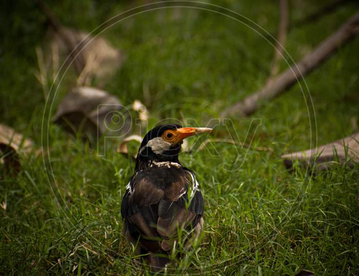 The great Indian Pied Myna Bird