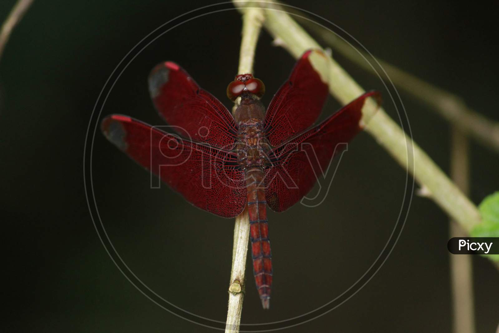 A red dragonfly sitting on branch