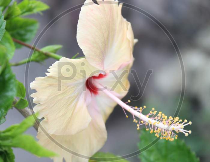 China-rose hibicus Flower