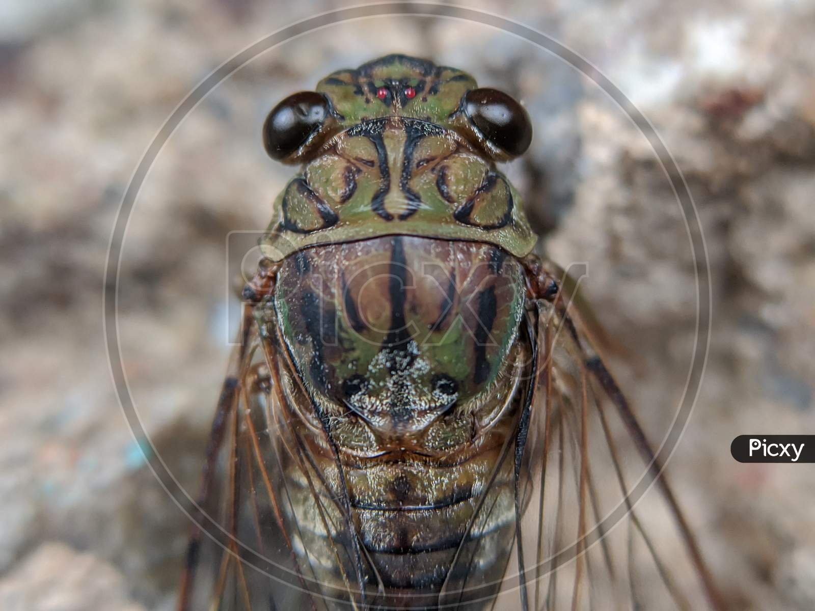 Cicadas insect macro shot