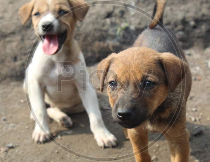 Little dogs puppy