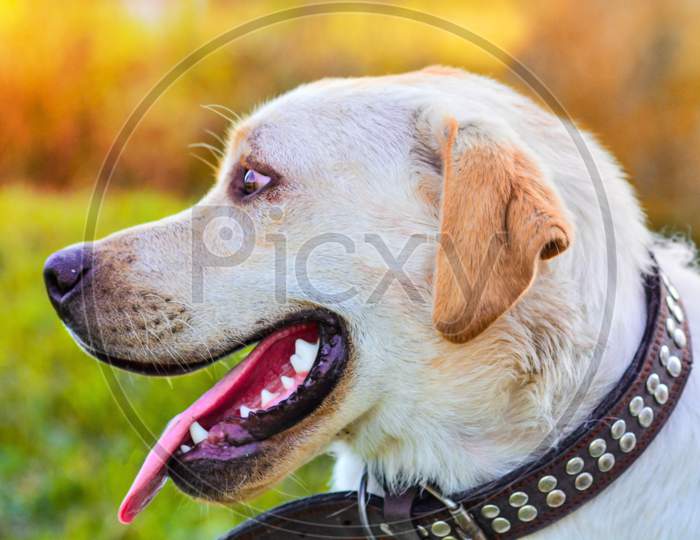 Close Up Picture Of Funny Happy Mixed Breed Black And Brown Dog With Open Mouth With White Teeth, Looking Up, Ear Flying, Blurry Grass Background, Sunny Summer Day