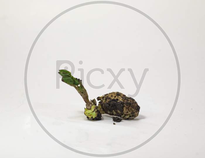 Macro Of Groundnut (Arachis Hypogaea) Seedling Germinated On A White Background. Sprouted Peanut With A Young Sprout