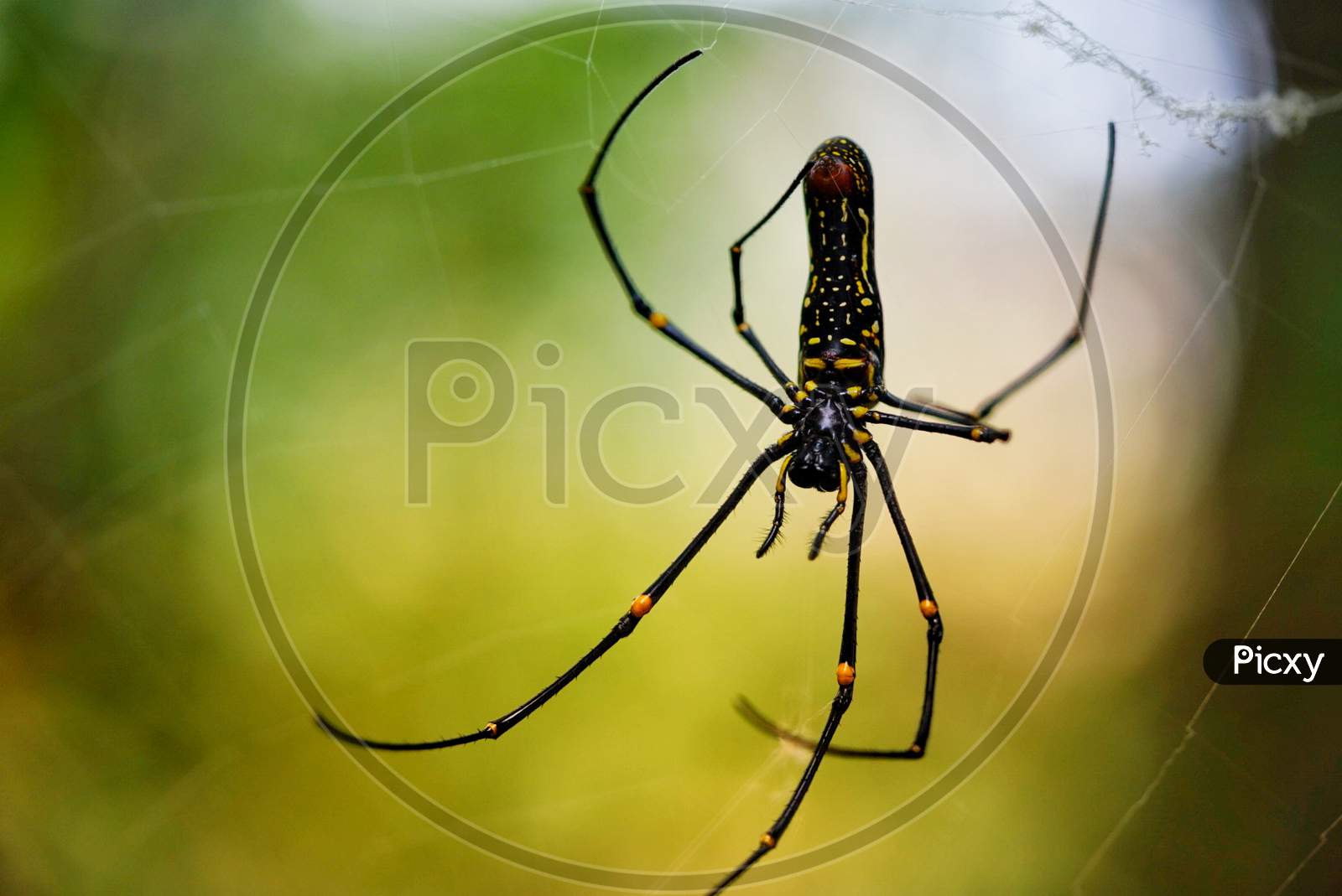 Black and yellow spider in jungle