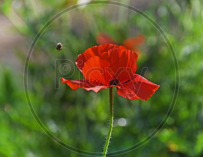 Bees Are Flying Over The Red Corn Poppy.