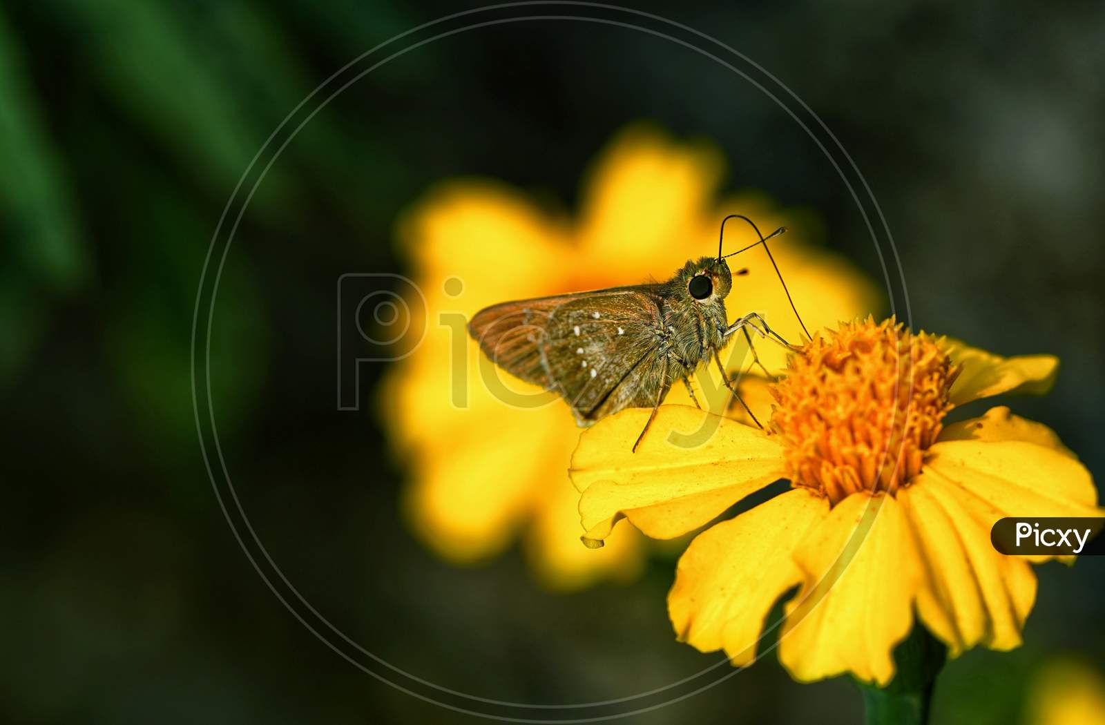 Moth on yellow flower