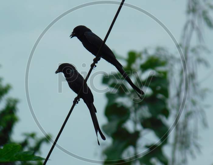Couple of Black drongo sitting on the wire.