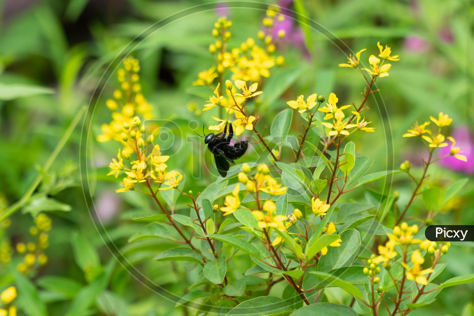 Carpenter Bee Feeding On Nectar From The Flowers