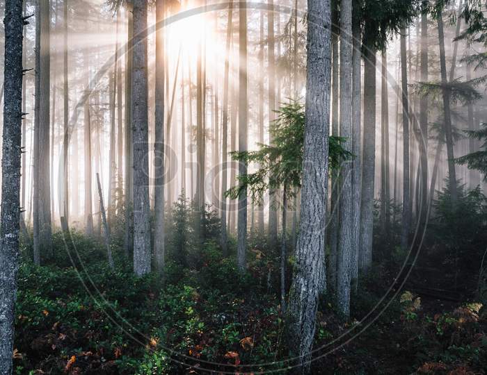 sun rise between trees