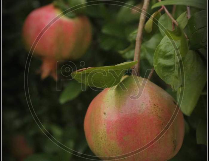 Fruit,Anar, pomegranate