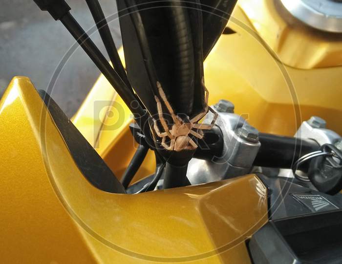 Spider on bike.