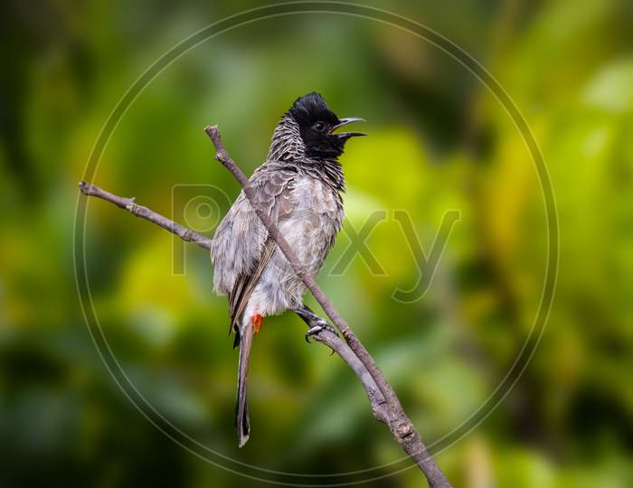 Red-vented Bulbul on a tree