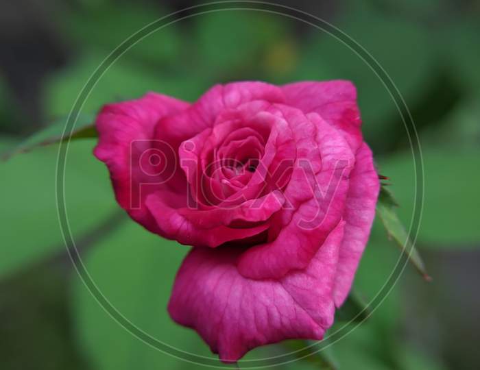 Rose red rose pinkrose