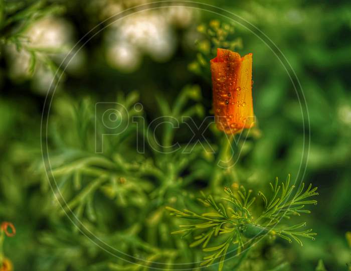 Orange flower, green background