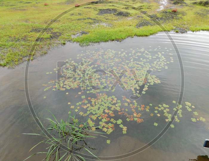 beautiful pond full of small green lilies