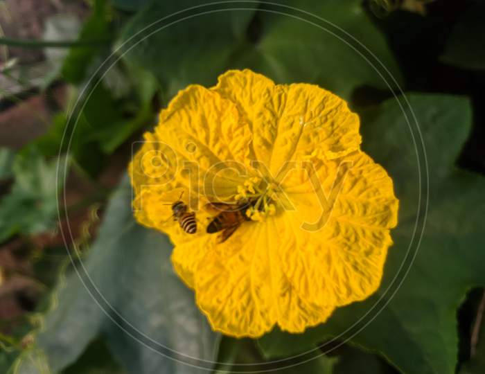 Honey bee on beautiful flower.