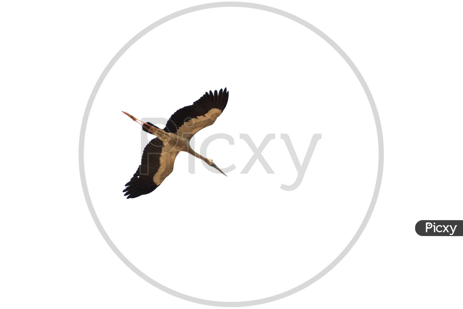 High key image of a bird in flight