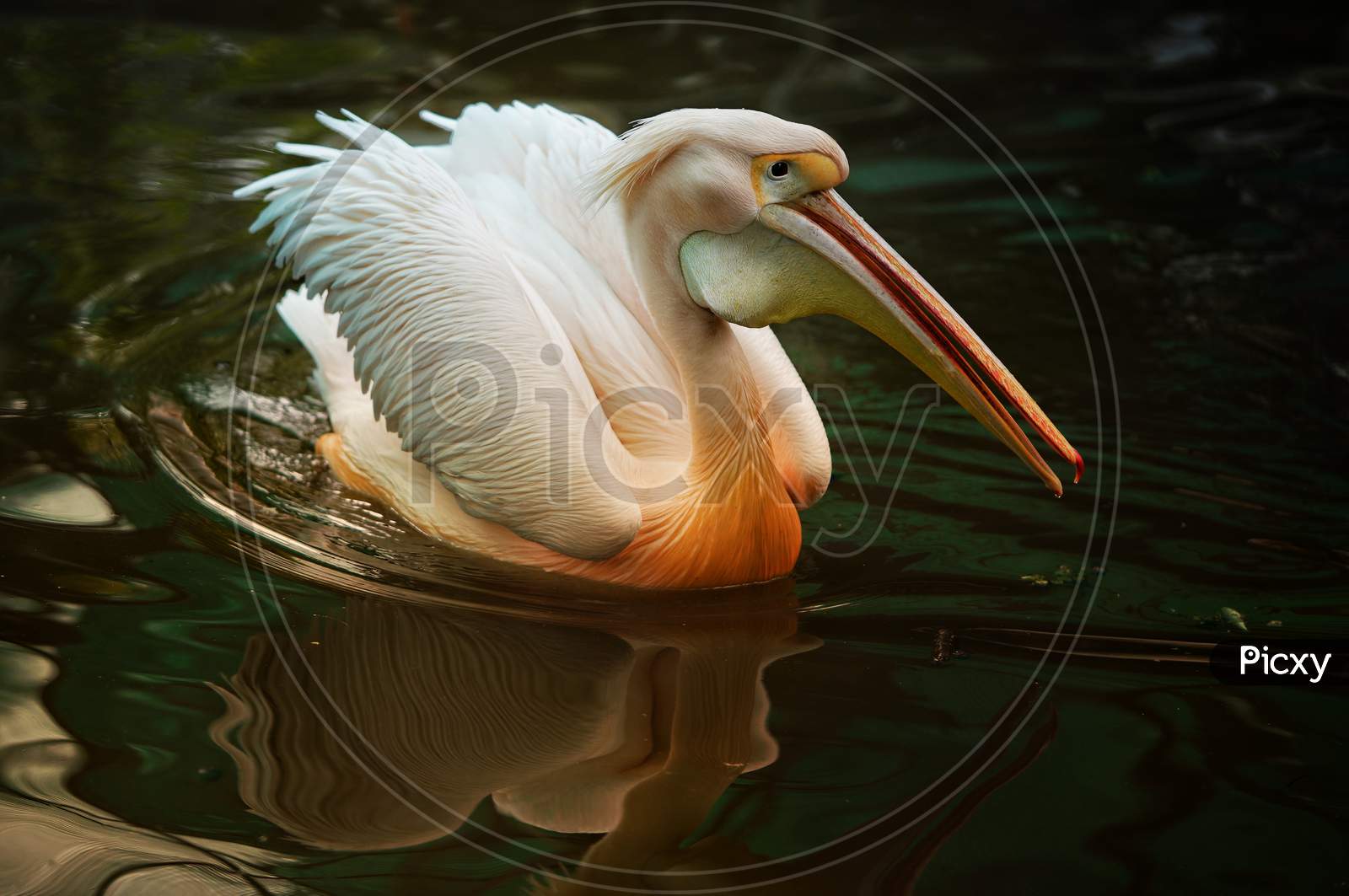 Pelican swimming in the water