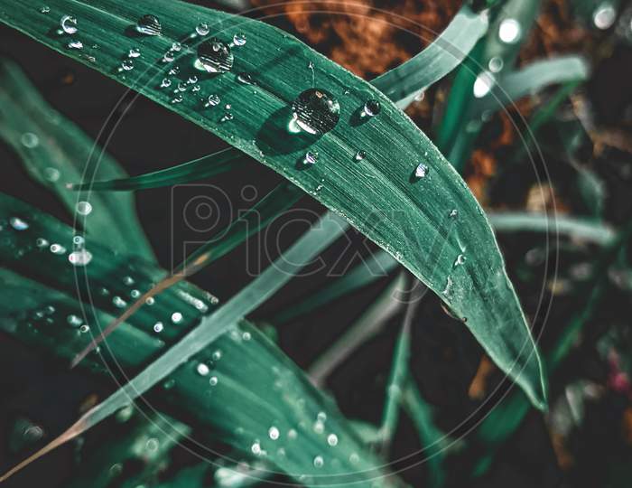Water Drops, Green Grass