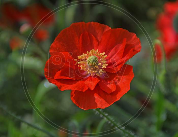 Red Corn Poppy With Blur Background In The Spring Season.