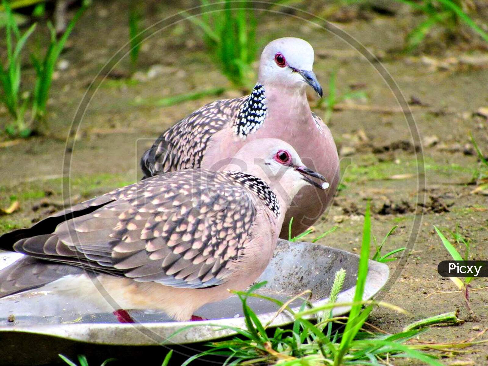 spotted doves