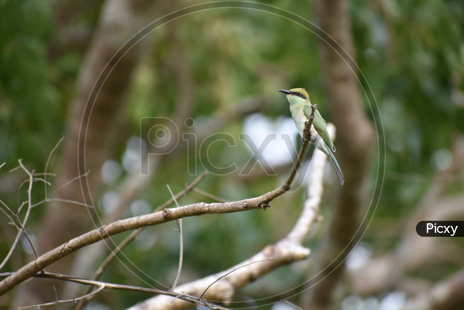 A Bird sitting on a tree