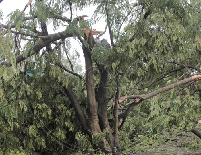 Trees after cyclone