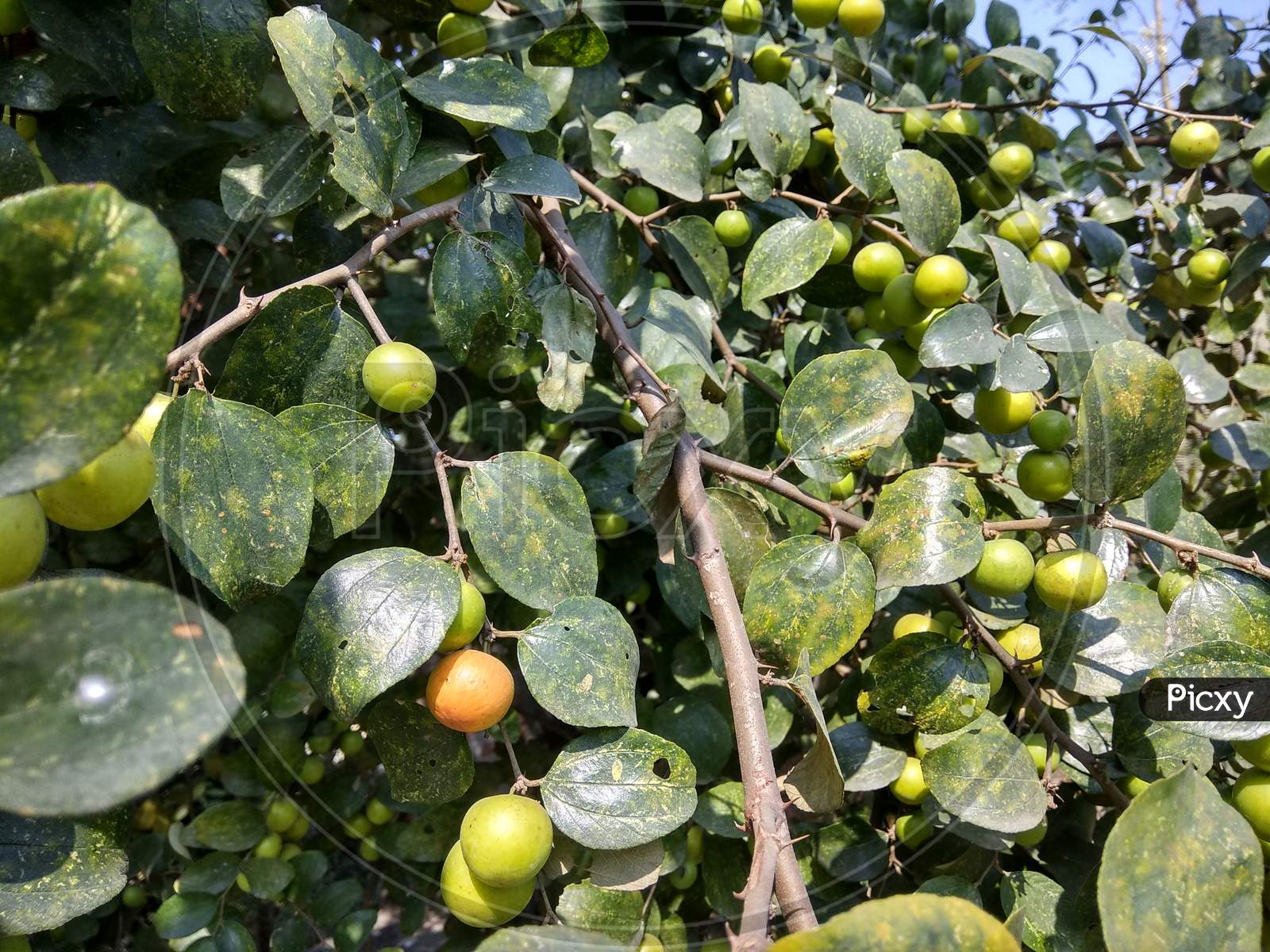 Apple ber, Indian village fruit.