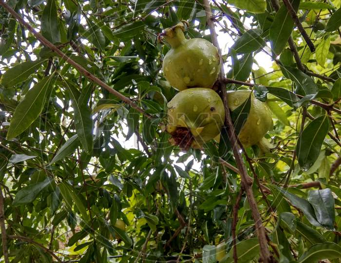 Pomegranate, green aanar fruit.
