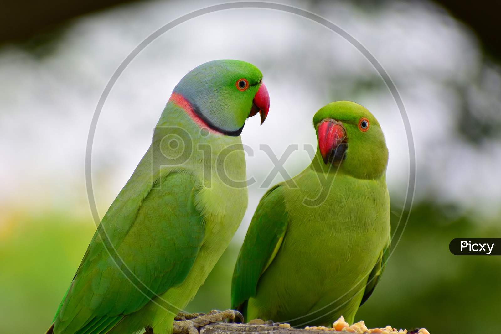 parrot couple