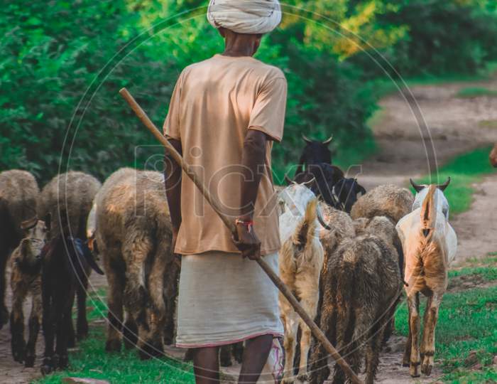 An old indian shepherd with his sheeps and goats
