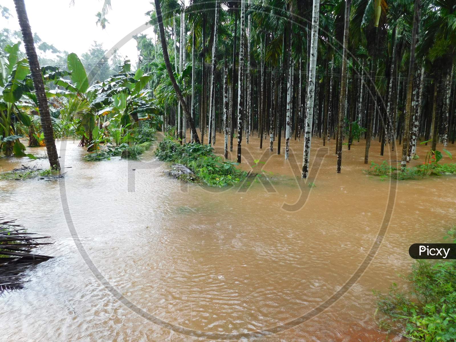A garden submerged in floodwaters in Kerala
