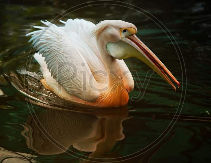 Pelican swimming in the water