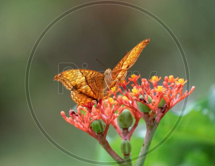 Common Cruiser Butterfly - Front View