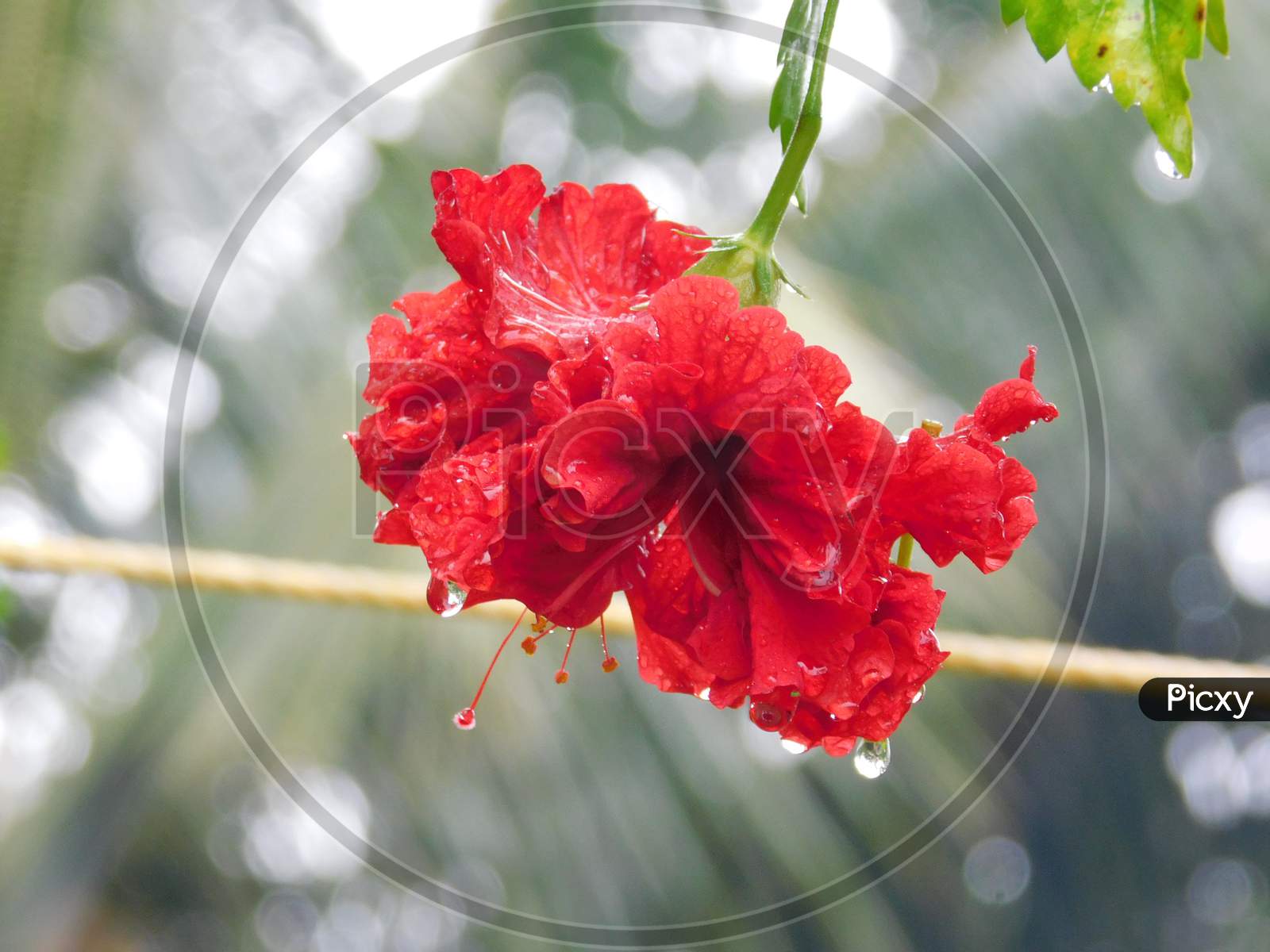 Beautiful hibiscus flower with drops of water in blur background