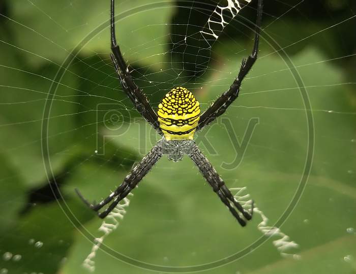 Yellow wild spider most dangerous
