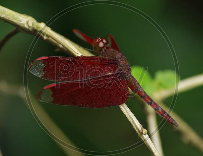 A red dragonfly sitting on branch