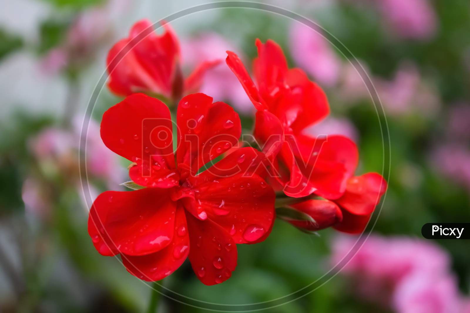 Dew Drops Or Raindrops On Red Plumeria Flower
