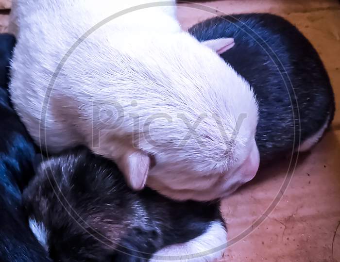 Newly Born Baby Dogs