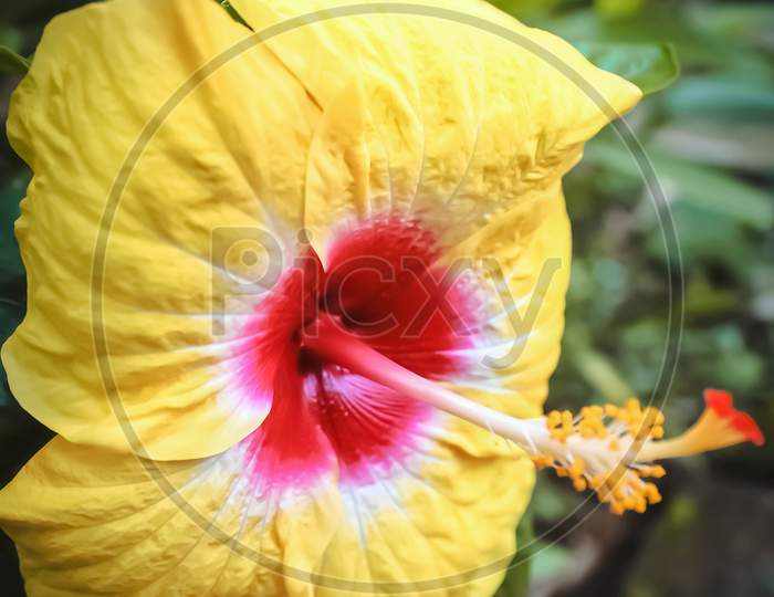 Hibiscus plant macro photo