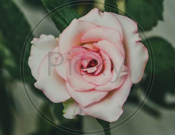 A rose blooming with nature