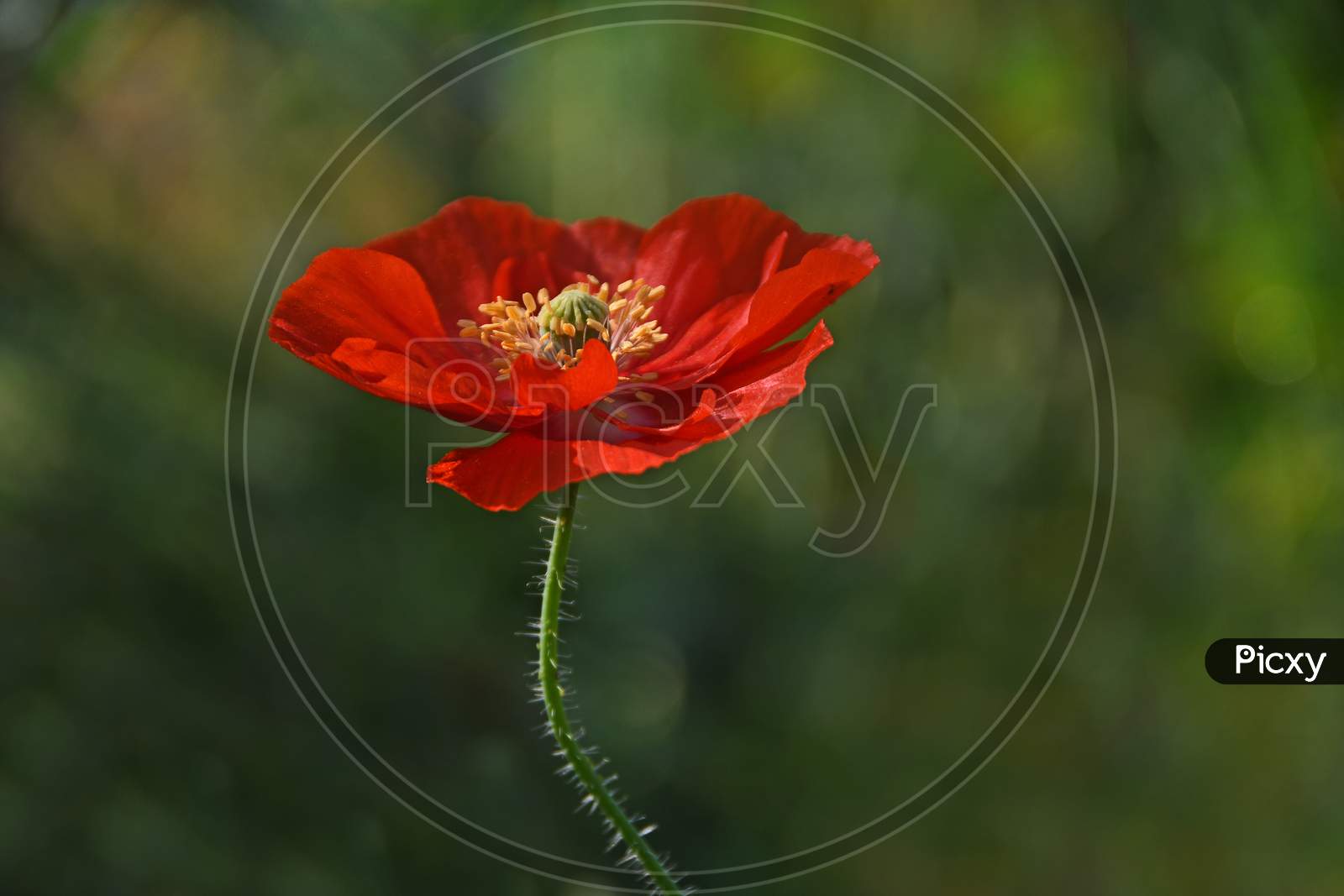 Red Corn Poppy With Blur Background In the Spring Season.