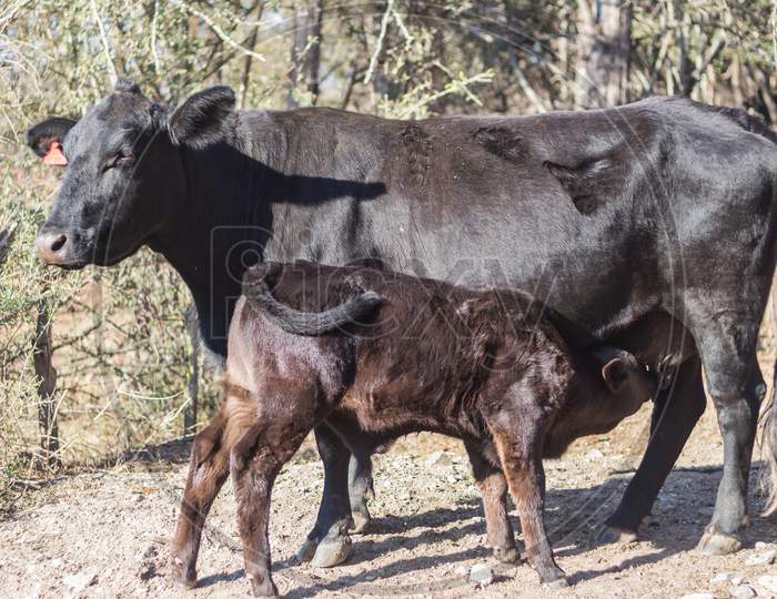 Brangus Cows And Calves In The Argentine Countryside