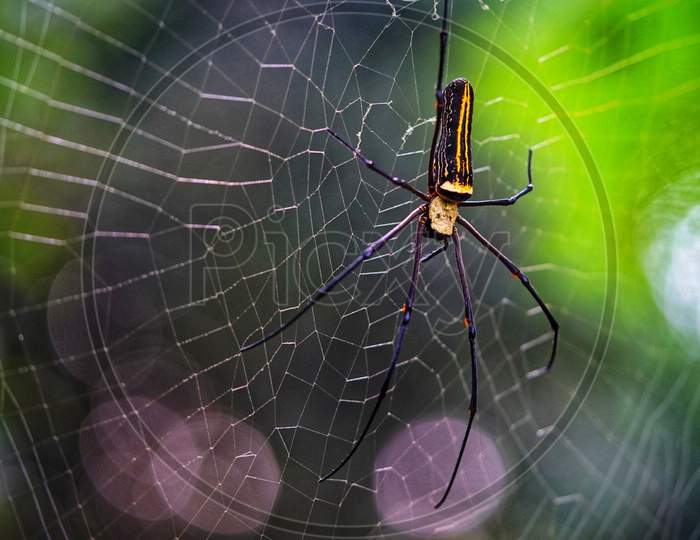 Black and yellow spider on the web