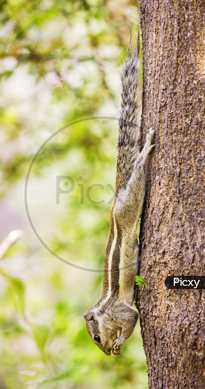 Squirrel 🐿️ on the tree