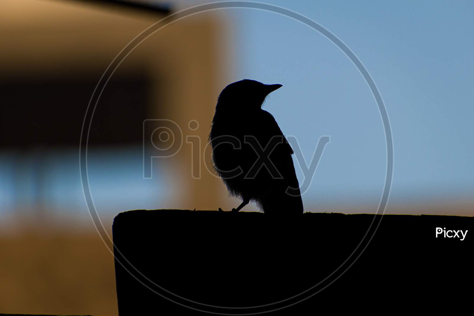 A silhouette picture of a little sparrow