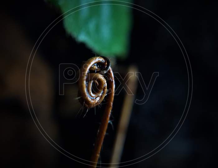 vine macro, green leaf