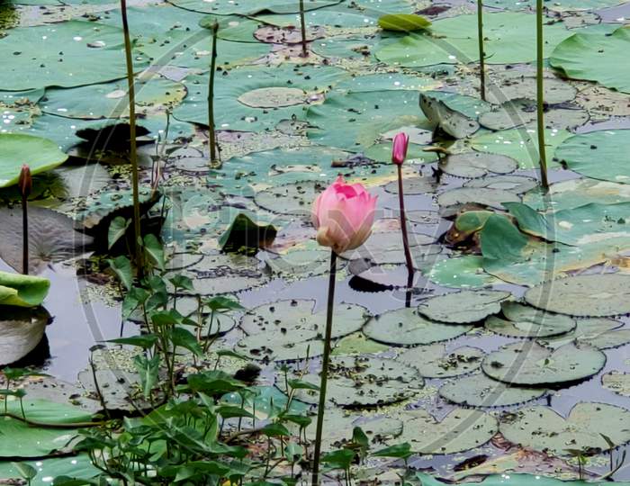 Lotus aquatic pant