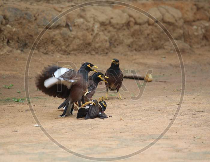 Common Myna Fighting Each Other